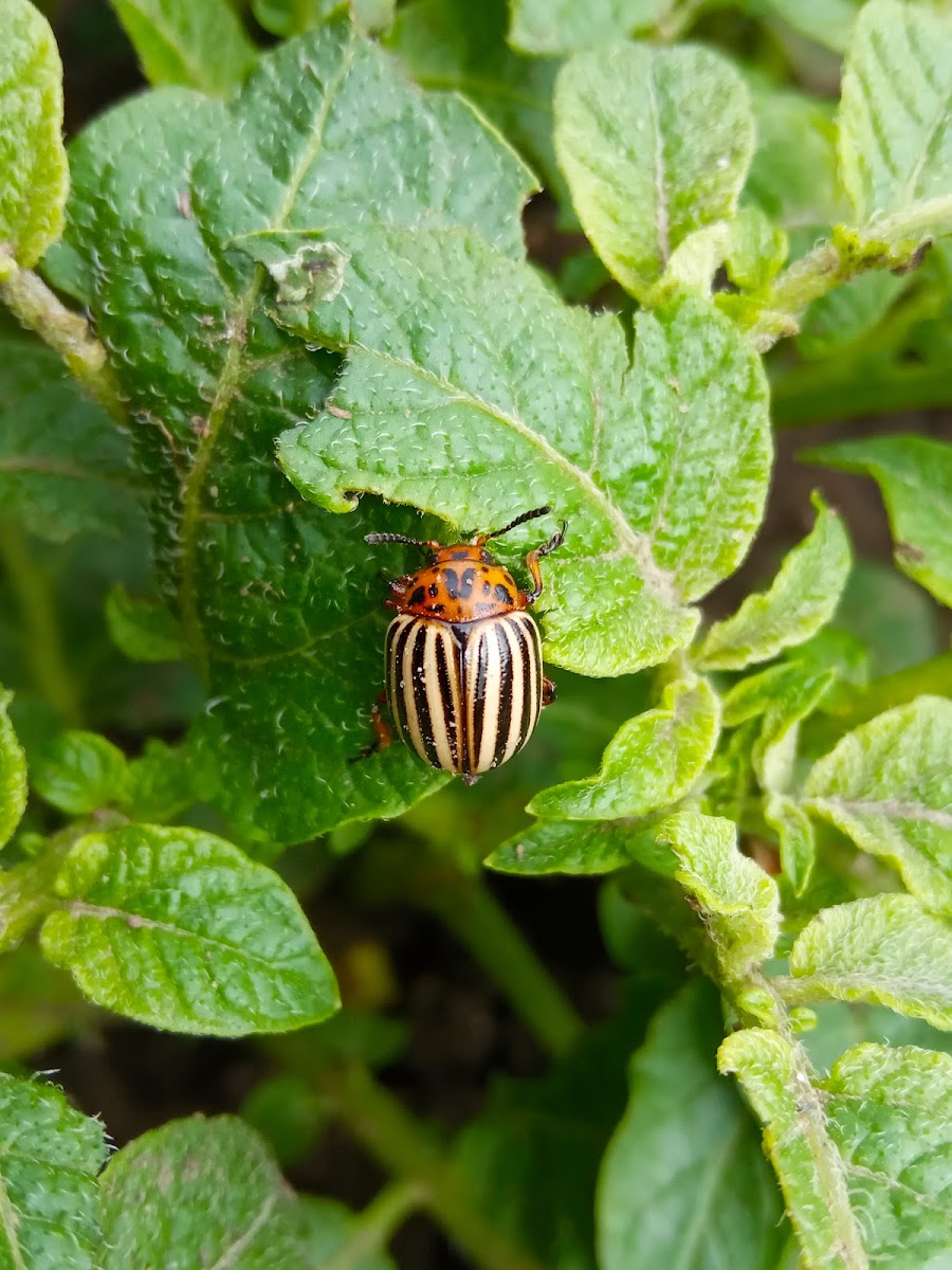 Colorado potato beetle