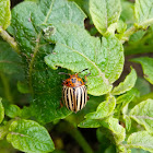 Colorado potato beetle