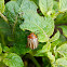 Colorado potato beetle