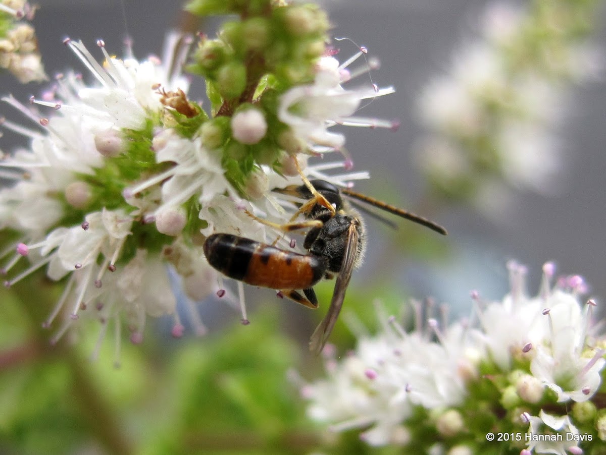 Sweat bee