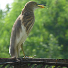 Chinese Pond Heron