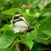 Alana White-Skipper