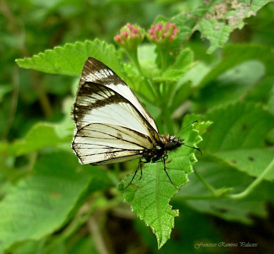 Alana White-Skipper