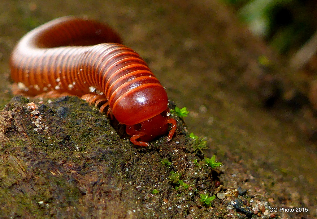 Millipede