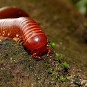 Millipede