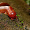 Millipede