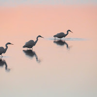 Aironi bianchi all'alba di Peter_Sossi