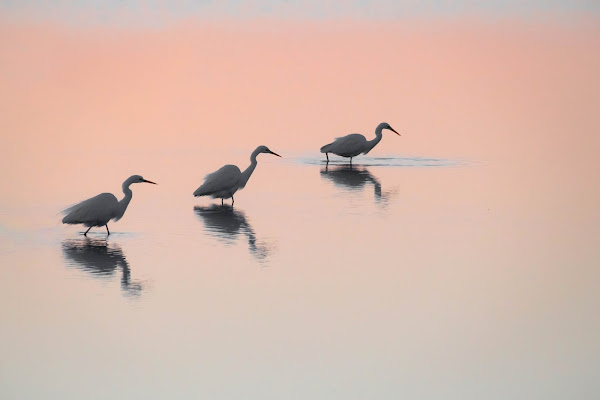 Aironi bianchi all'alba di Peter_Sossi