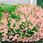 Azalea Bush