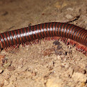 American giant millipede