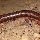 American giant millipede