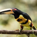 Pale-mandibled Aracari