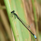 Eastern Forktail (Male)