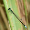 Eastern Forktail (Male)