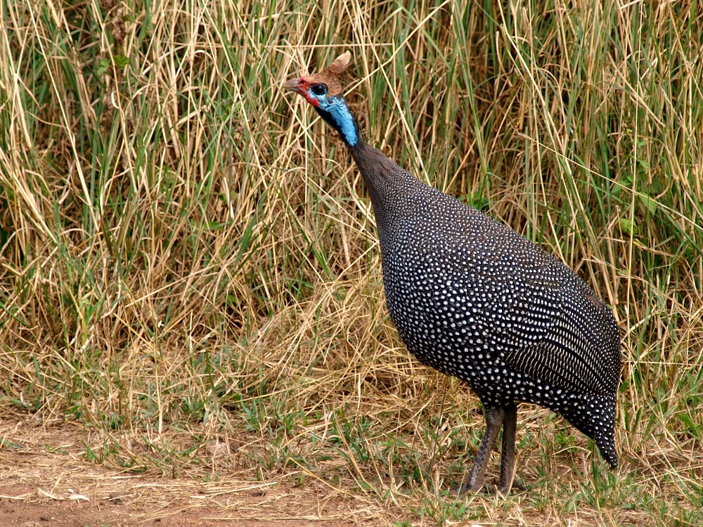 Gallina de Guinea (Helmeted guineafowl)