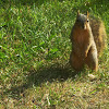 Fox Squirrel