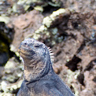 Marine Iguana