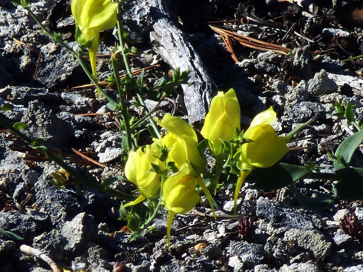 Dalmatian Toadflax