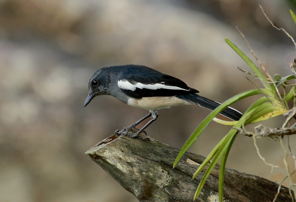 Oriental Magpie-Robin