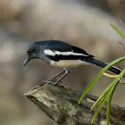 Oriental Magpie-Robin