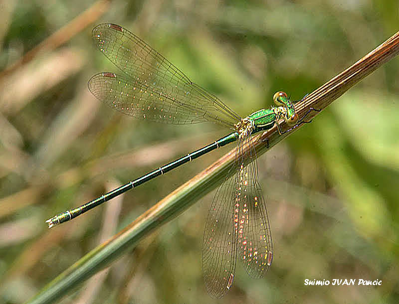 Willow Emerald Damselfly