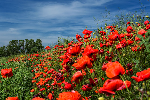 Zona rossa,verde e blù di vaiolet