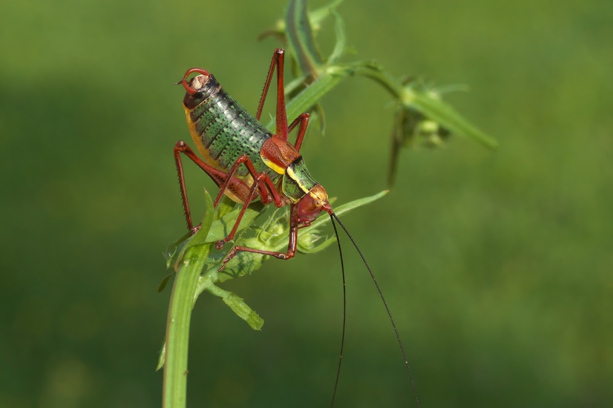 Common Saw Bush-cricket