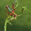 Common Saw Bush-cricket