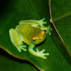 Orinoco Lime tree frog