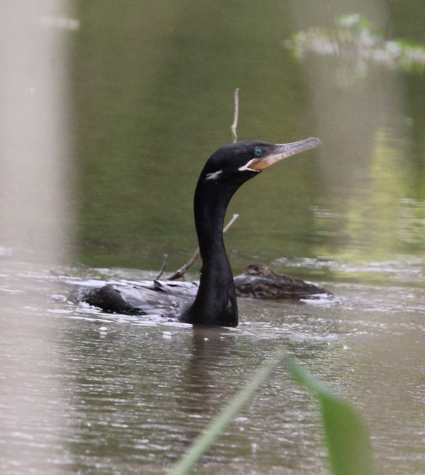 Neotropic Cormorant