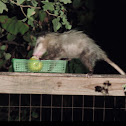 Opossum