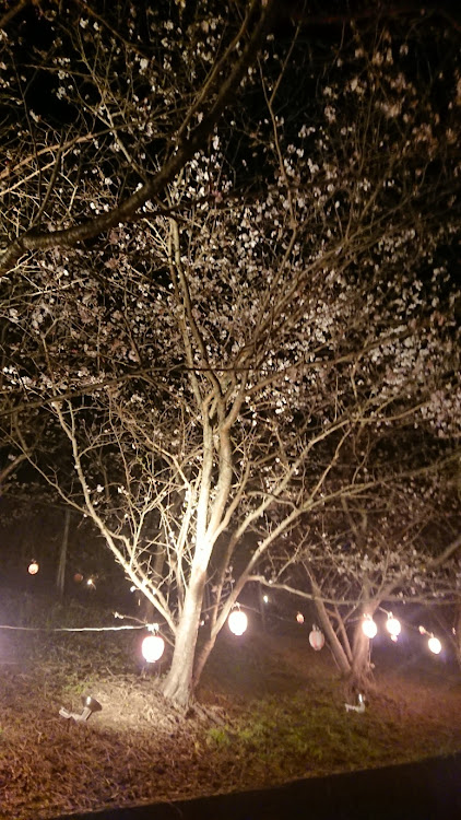 ミライースの夜桜に関するカスタム事例の投稿画像3枚目