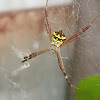 Argiope anasuja