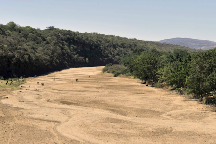 Starving cattle seen near the dried up river bed of the Umfolozi River on November 5, 2015 in Nongoma, South Africa. The rivers in the area became dry due to extreme drought and there wasn't enough water for communities in surrounding areas.