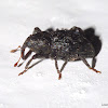 Weevil