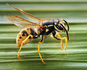 The German wasp is being reported in large numbers in Cape Town.