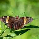 Golden Banded Skipper