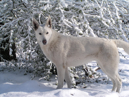 White German Shepherd Dog