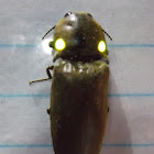 Fire Beetle (Glowing Click Beetle)