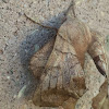 Walnut Sphinx Moth