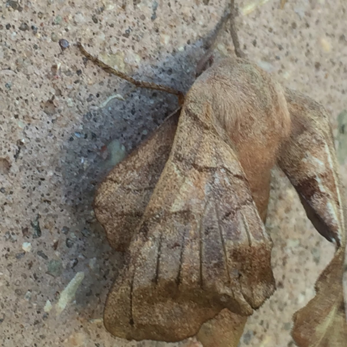 Walnut Sphinx Moth