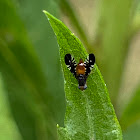 Tephritid Fly