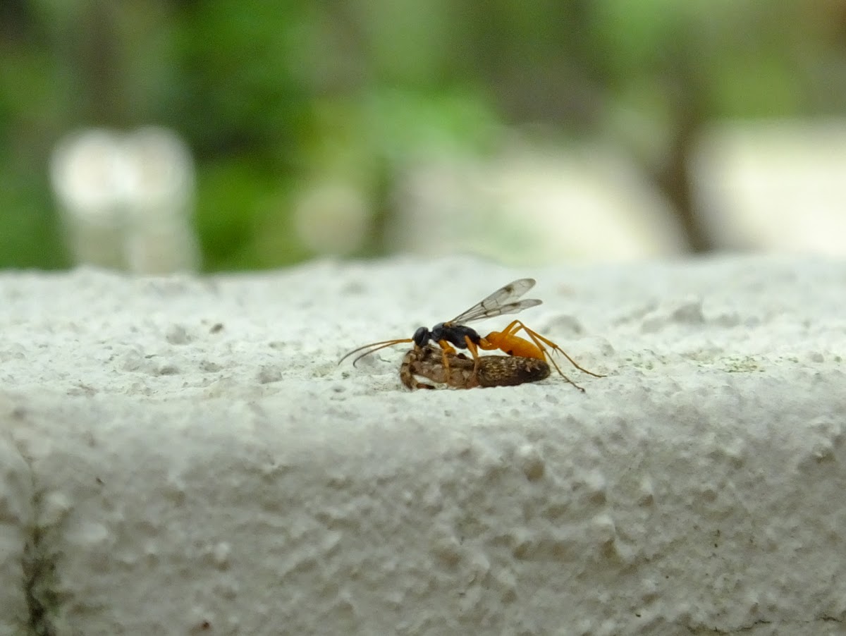 predatory wasp