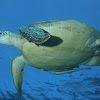 Green Turtle