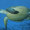 Green Turtle