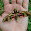 Sphinx moth