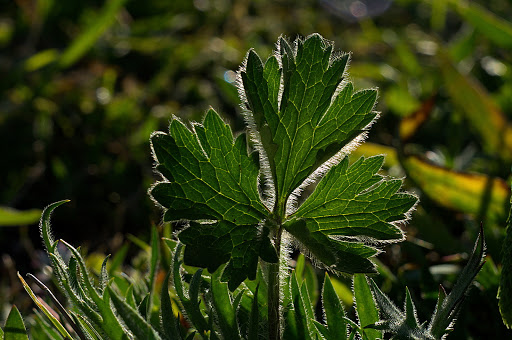 Ranunculus bulbosus