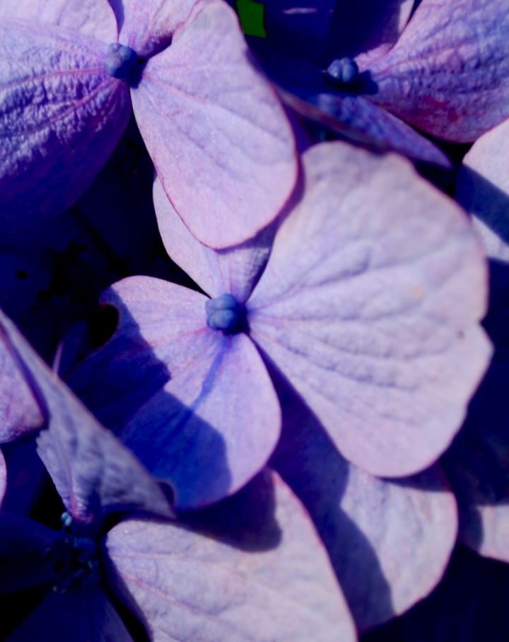 Hydrangea di radiographer