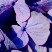 Hydrangea di 