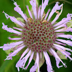 Wild Bergamot